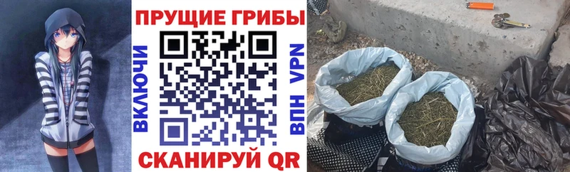Псилоцибиновые грибы Psilocybine cubensis  Крым 